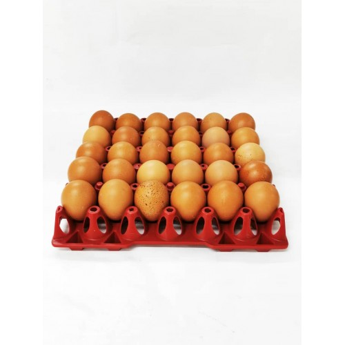 11-鸡蛋 BROWN EGGS (A SIZE) / TELUR BESAR