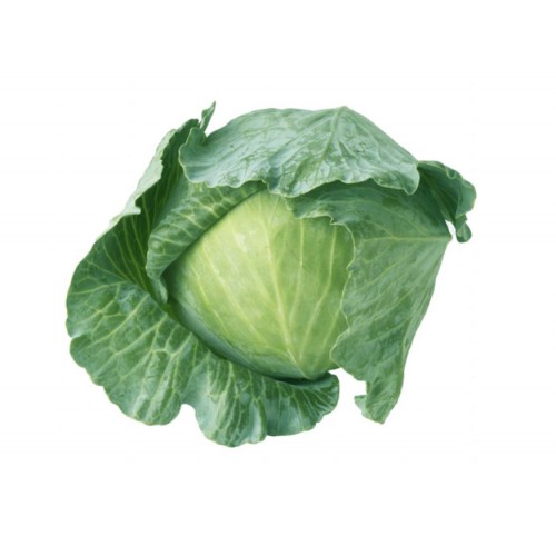 14-CABBAGE JAPAN (日本九州包菜)
