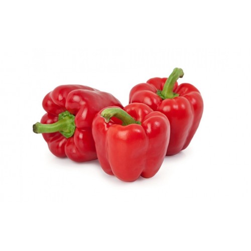 14-CAPSICUM RED (红灯笼椒)