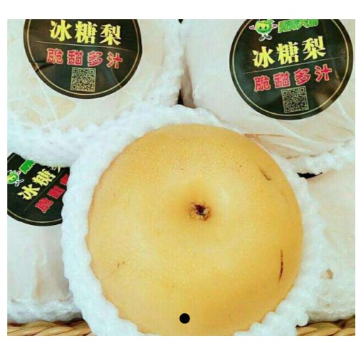 26-PEAR SUGAR PEAR (冰糖梨)